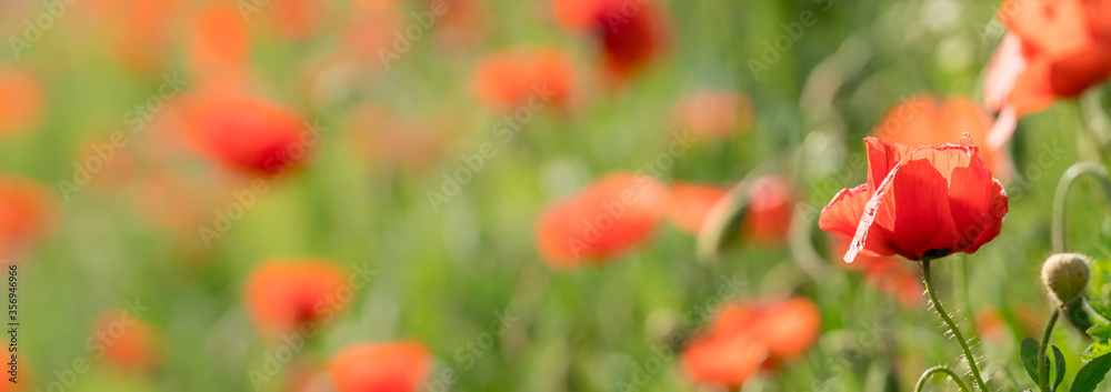 Obraz Panoramic image of a field full of poppy flowers