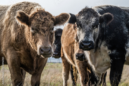 Cows grazing in a field photo