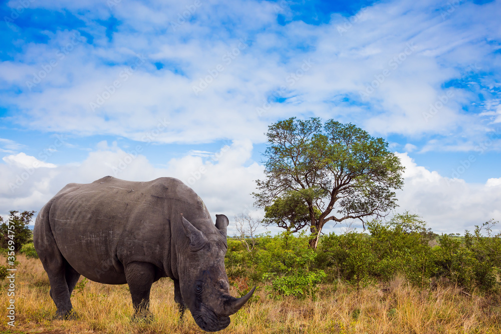 Obraz premium African white rhino with powerful horn