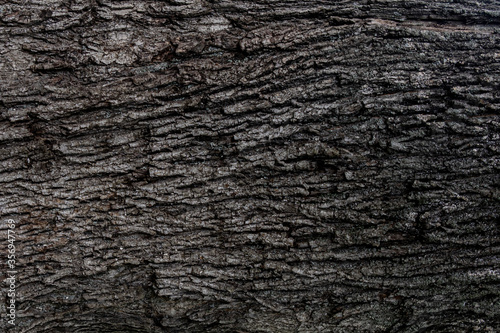 texture and background of the bark of an old tree closeup