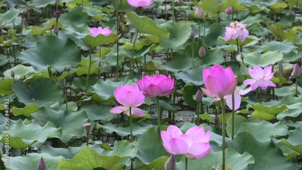 公園の池に咲く蓮の花