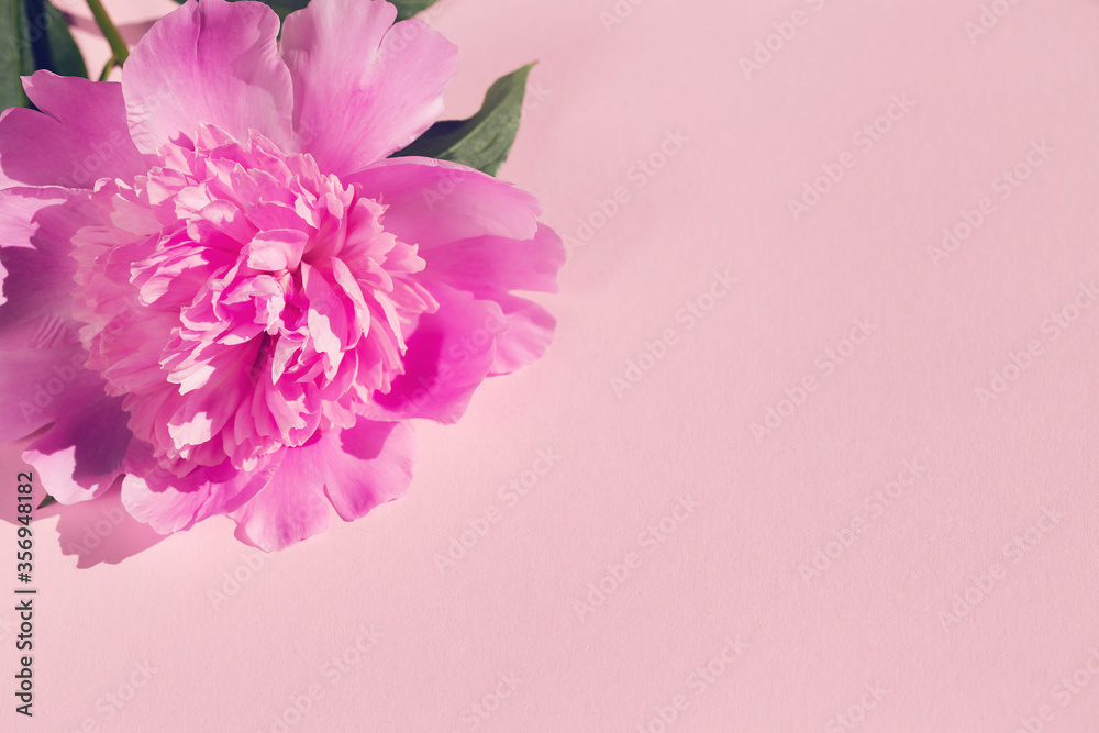 Peony flower on colorful background close up. Creative layout.