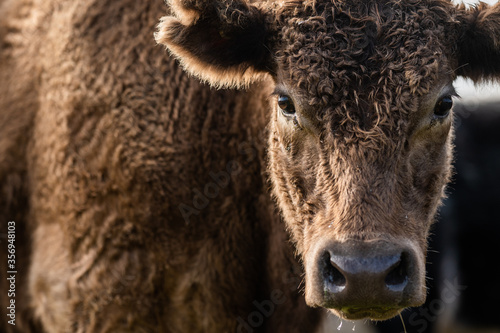 Cows eating grass. photo