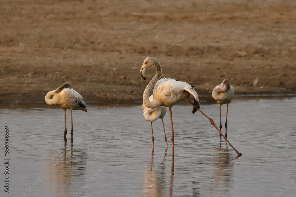 A greater flamingo displaying and practicing its dancing skills by stretching its legs in Rajasthan India during the winter month of December in 2018. 