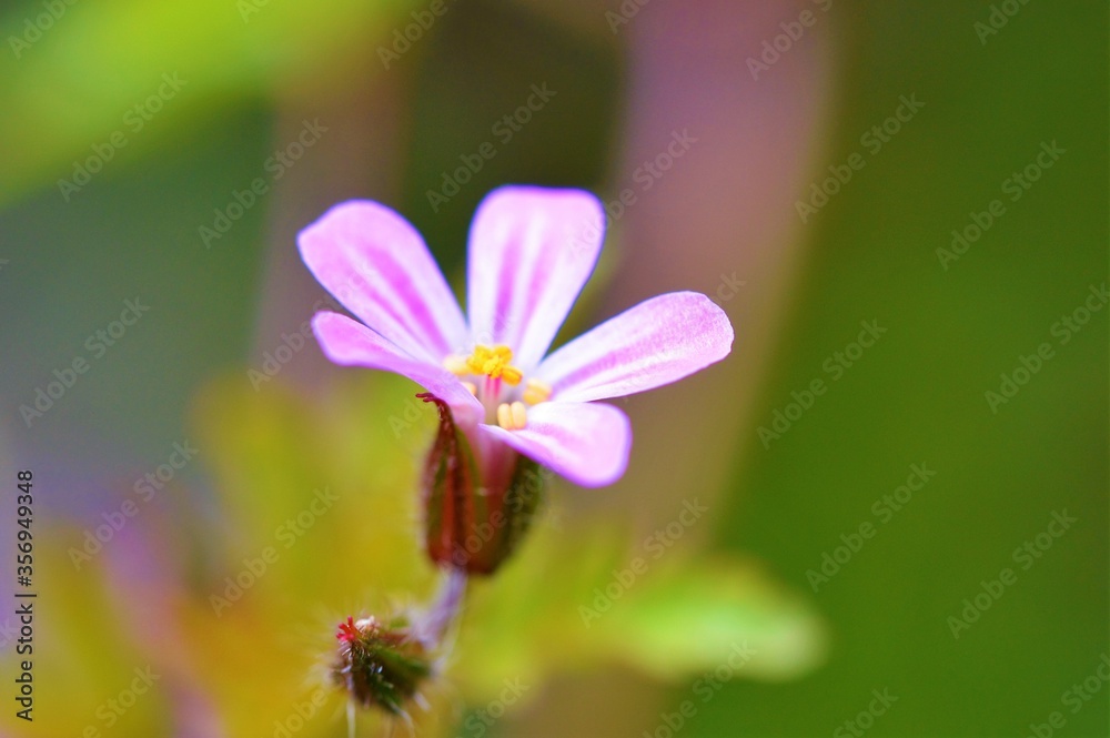Herb-Robert (Geranium robertianum). Herb-Robert (Geranium robertianum).