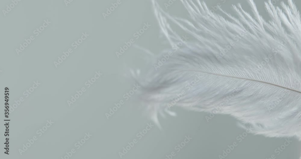 Grey ostrich feather background. Macro. Close up. Selective and blurred focus. Abstraction, texture. Feather swaying in wind.