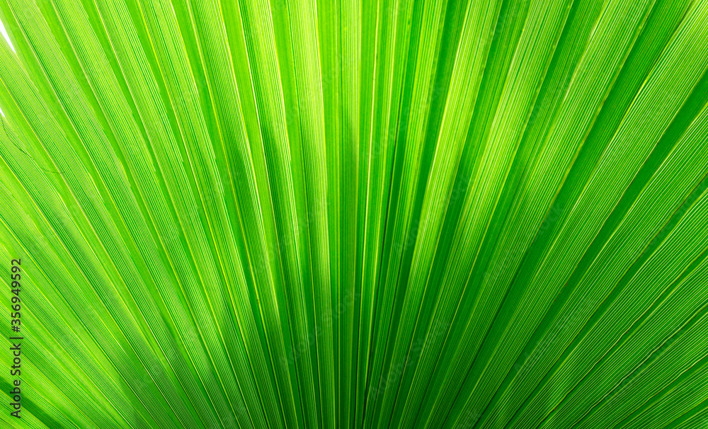 Bright summer tropical background with an enlarged leaf of a palm tree Washingtonia close-up with copy space. Tropical design template for invitations, banners, discounts and summer sales. Bright summer tropical background with an enlarged leaf of a palm tree Washingtonia close-up with copy space. Tropical design template for invitations, banners, discounts and summer sales.