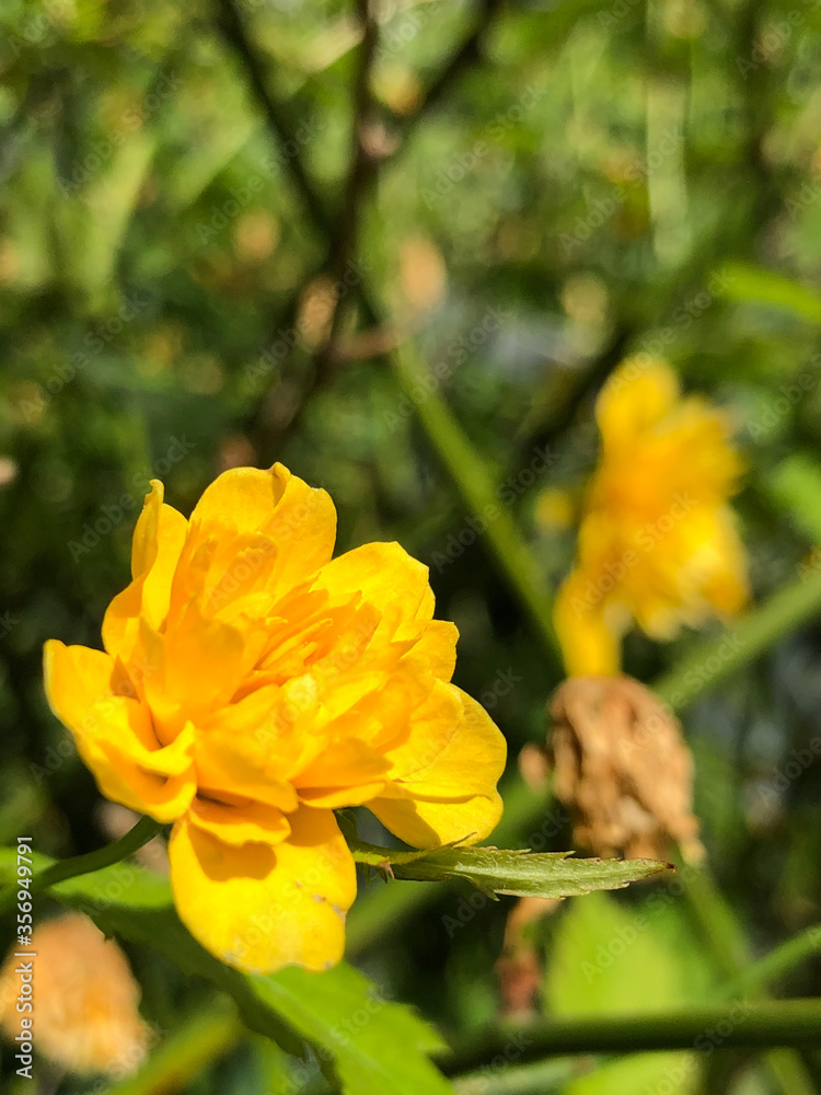 Fototapeta premium yellow flowers in the garden