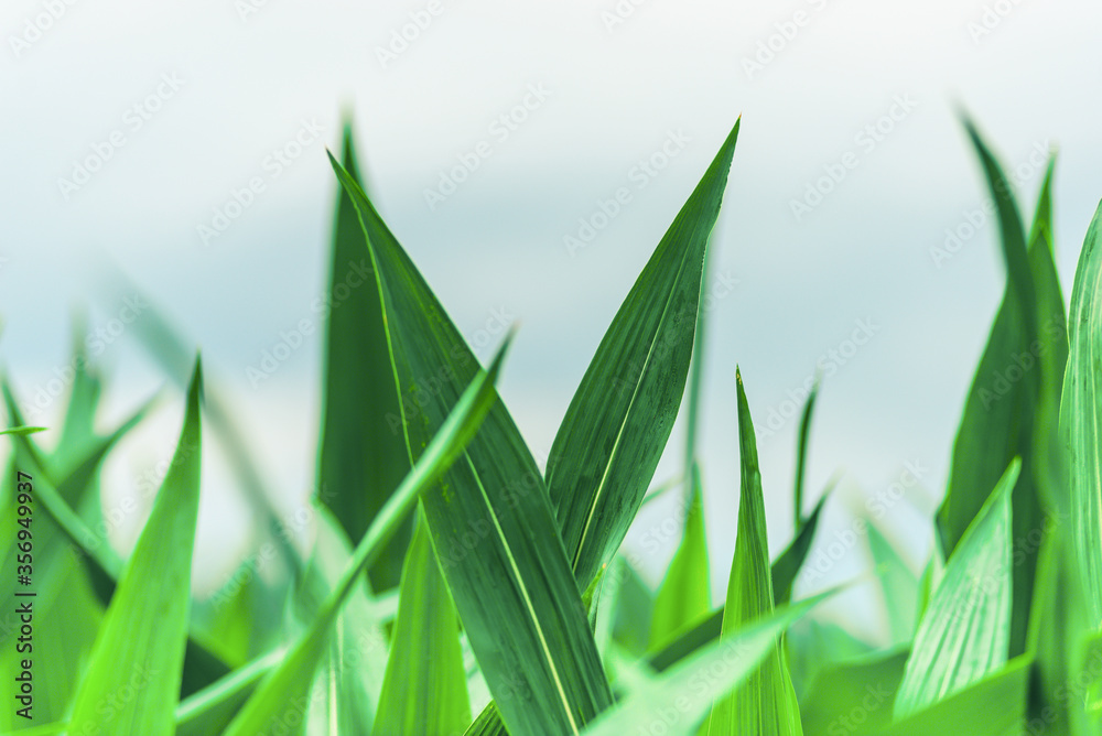 green corn leaves in a field green corn leaves in a field