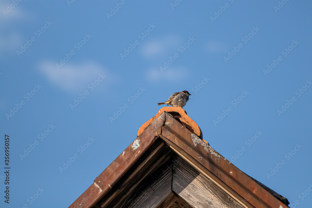 House sparrow sitting on rooftop