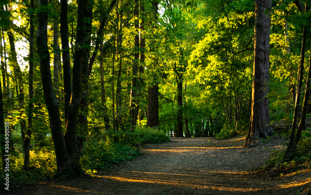 Fototapeta premium droga w lesie jesienią