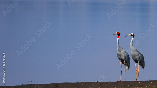 Photography A pair of beautiful Sarus Cranes standing tall together and looking at the same