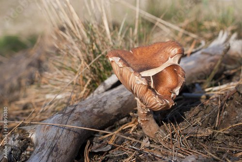 edible mushrooms in the forest