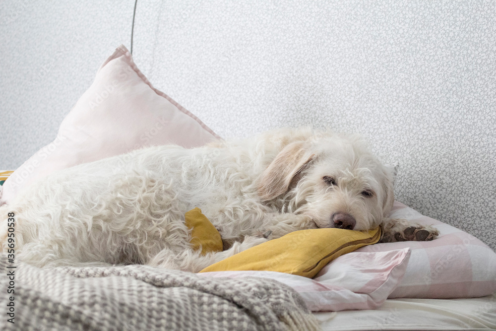 Do Dogs Need To Sleep On Something Soft