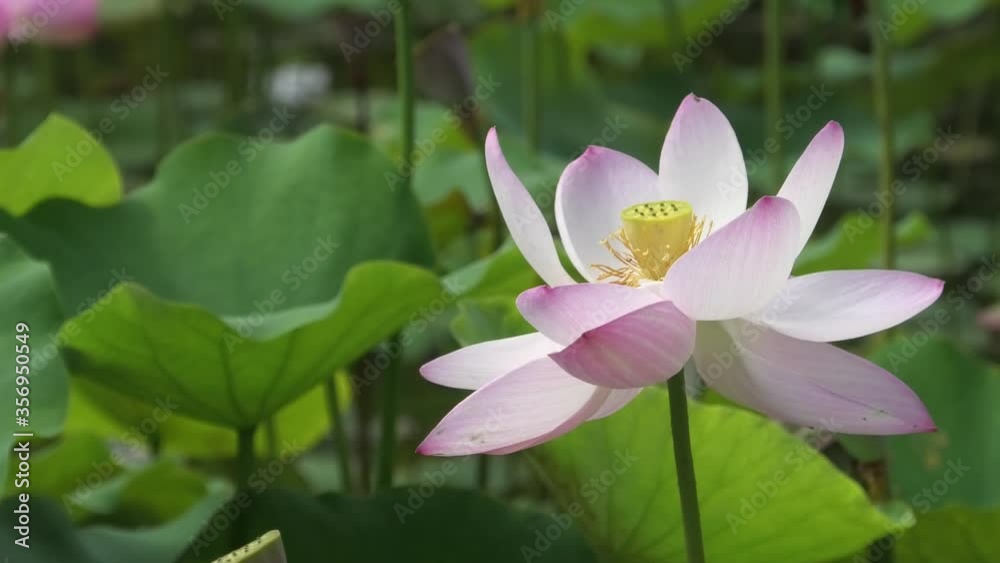 公園の池に咲く蓮の花 公園の池に咲く蓮の花
