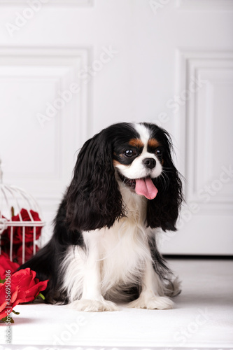 King charles spaniel sits indoor at studio