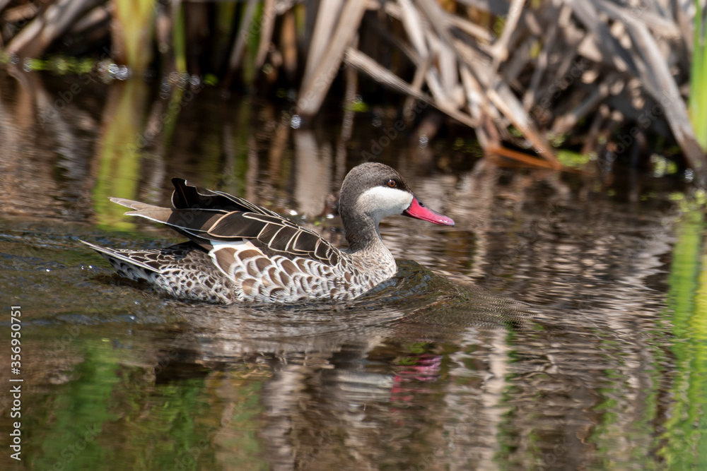 Canard à bec rouge.Anas erythrorhyncha - Red-billed Teal Canard à bec rouge.Anas erythrorhyncha - Red-billed Teal