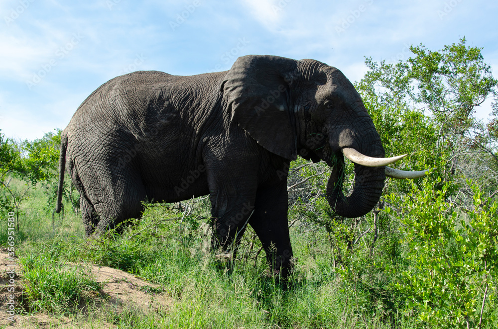 Fototapeta premium Eléphant d'Afrique, Loxodonta africana, Parc national Kruger, Afrique du Sud