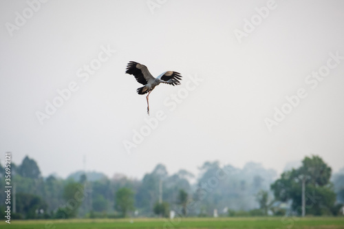 Anastomus oscitans flying on the sky background