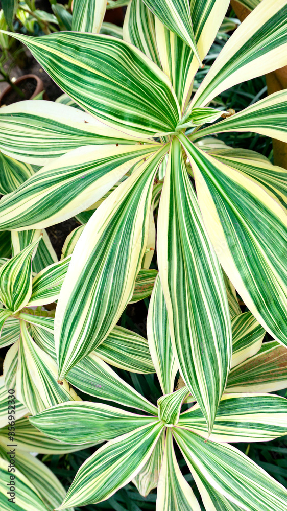 Rohdea japonica floral background with striped contrasting bright leaves . Decorative and deciduous tropical plant of rohdea in wildlife. Exotic house plant with white foliage and green stripes.