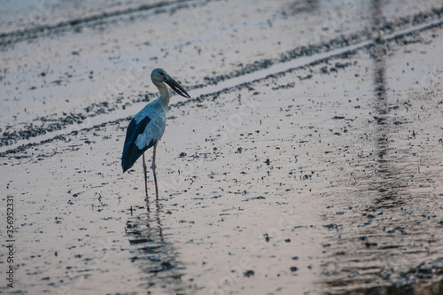 Anastomus oscitans bird finding a food