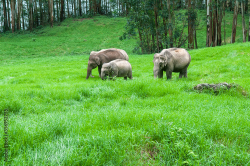 Wild elephant family grazing in green grass hills at Munnar Kerala India. photo