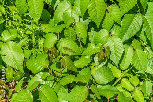 Close-up of field of poison ivy plants photo