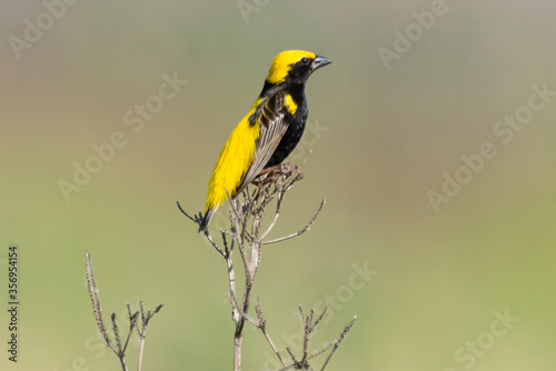 Euplecte vorabé,.Euplectes afer, Yellow crowned Bishop photo