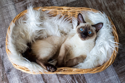 Siamese kitten
