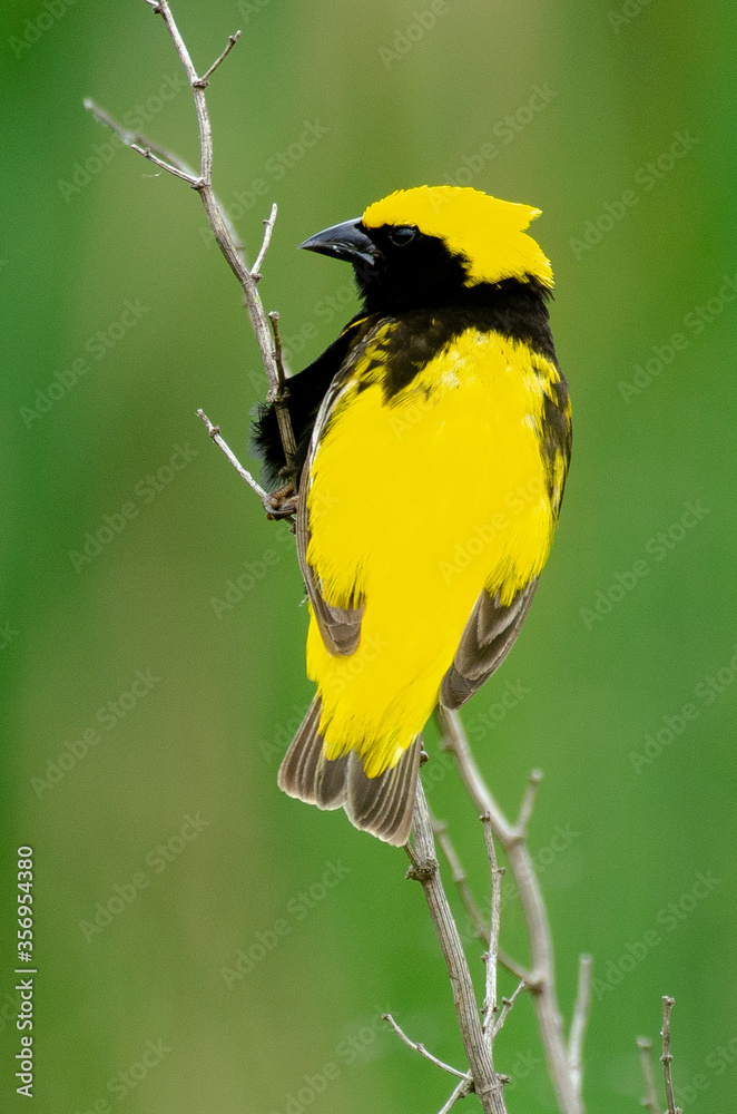 Fototapeta premium Euplecte vorabé,.Euplectes afer, Yellow crowned Bishop