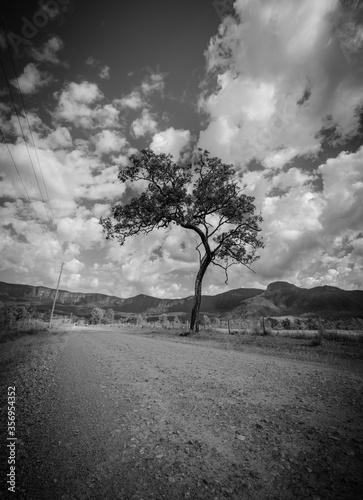 Lone Tree © Robert