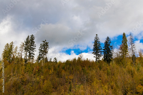 autumn fall season highland forest landscape scenic view with yellow and brown foliage cloudy moody sky background