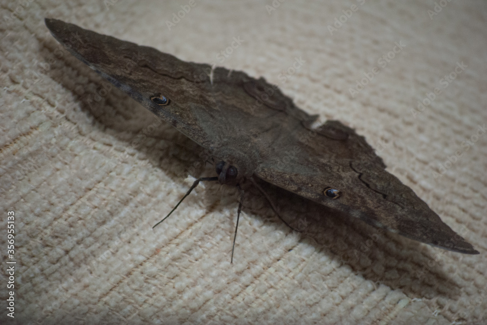 big moth big moth