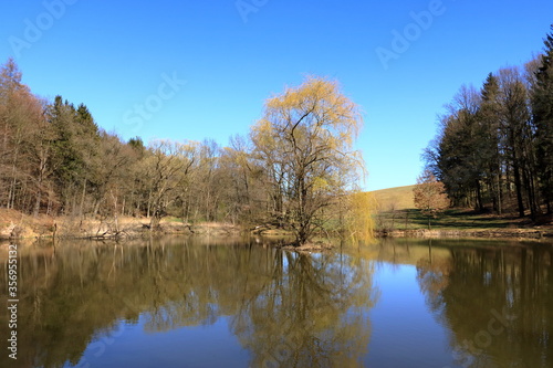 lake near the pine forest with a tree inside