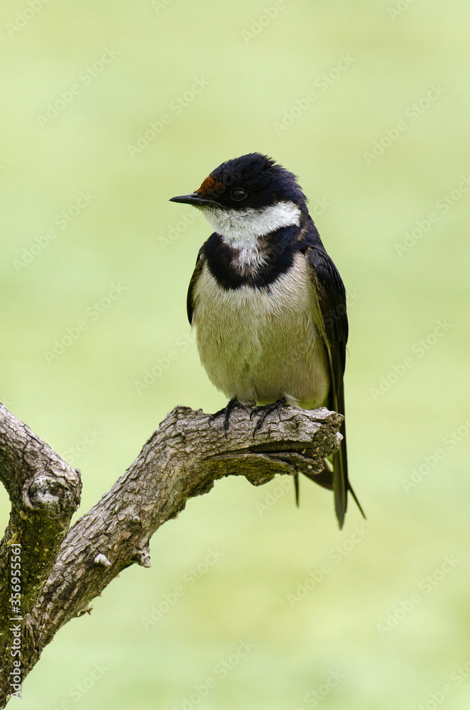 Hirondelle à gorge blanche,.Hirundo albigularis, White throated Swallow Hirondelle à gorge blanche,.Hirundo albigularis, White throated Swallow