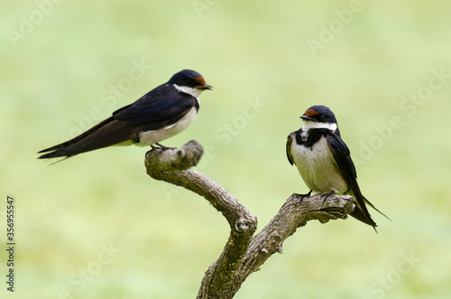 Hirondelle à gorge blanche,.Hirundo albigularis, White throated Swallow