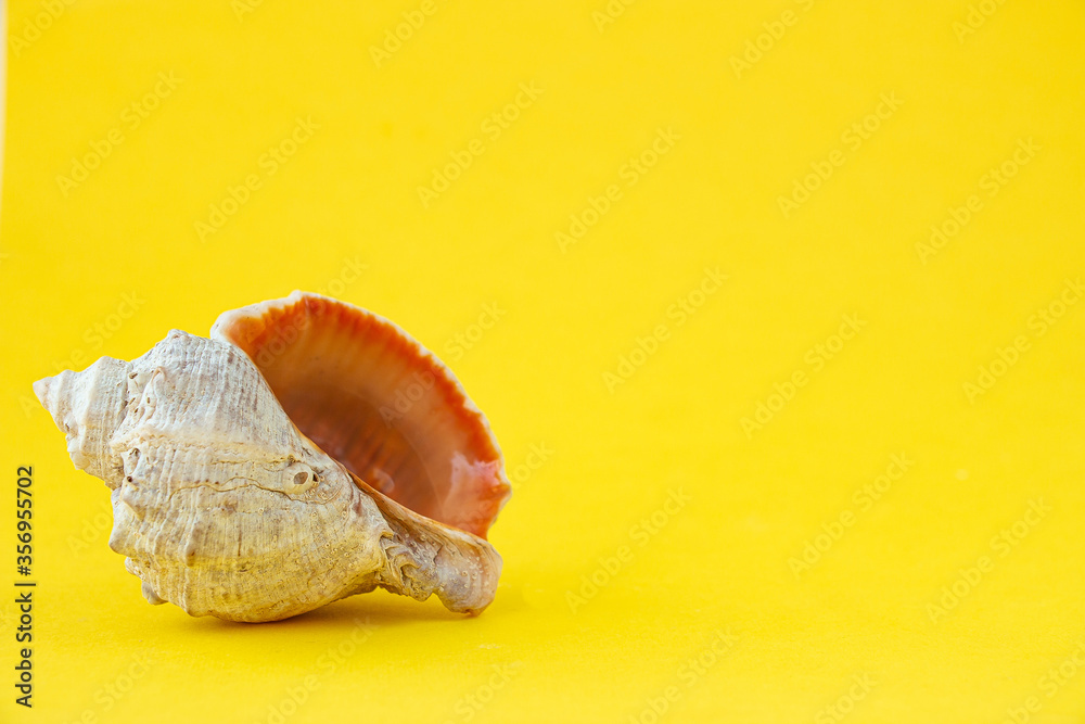 Seashell on a yellow background. Copy space for your text. Seashell on a yellow background. Copy space for your text.