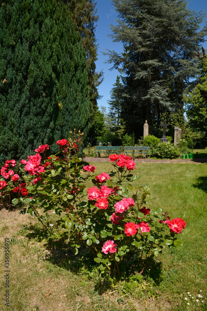 rosen auf dem alten friedhof in dannenfels