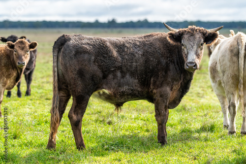 Cows eating grass. photo