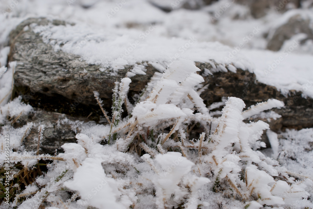 snow covered tree