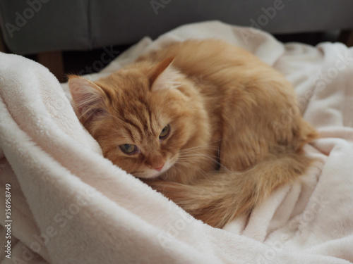 毛布の上で寝る猫のマンチカン