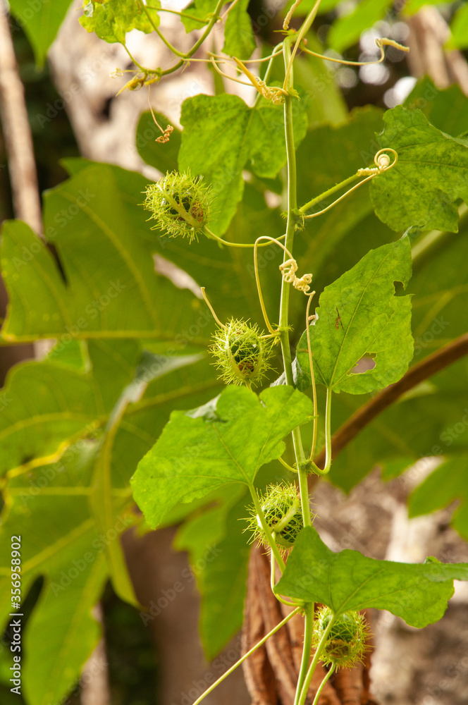 Green bud of the tropical flower Fringed Passionflower (Passiflora ciliata). Seychelles Green bud of the tropical flower Fringed Passionflower (Passiflora ciliata). Seychelles