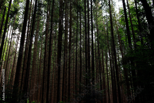 forest in the morning