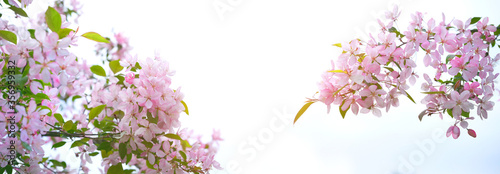 Spring Pink cherry flowers on white background. gentle blossom nature background. banner. copy space.