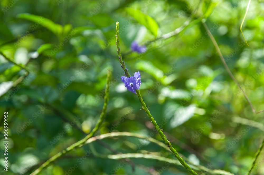 A little purple flower of Nettleleaf Velvetberry (Stachytarpheta urticifolia) in Seychelles.