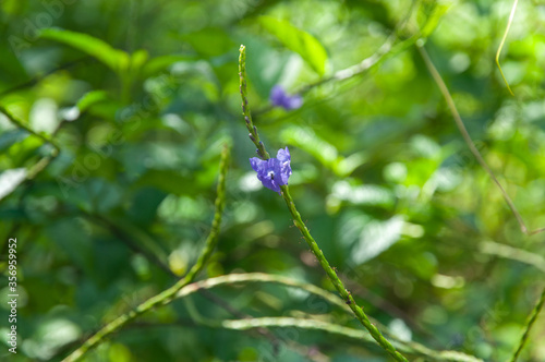 A little purple flower of Nettleleaf Velvetberry (Stachytarpheta urticifolia) in Seychelles. photo