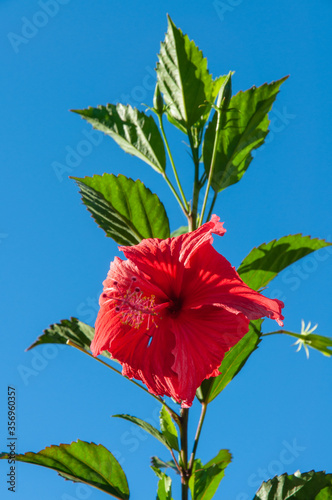 Red beautiful flower of Chinese Hibiscus  Hibiscus rosa-sinensis  with blue sky