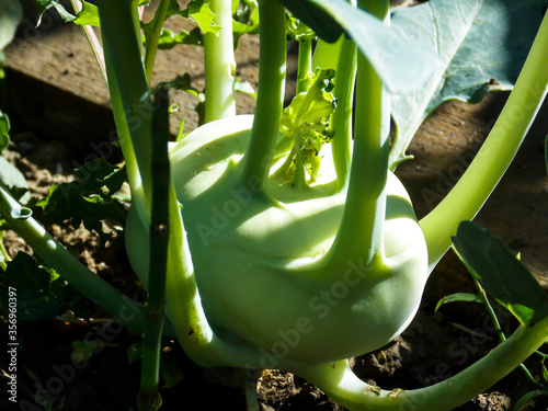 Green Kohlrabi Plant Growing Close-up