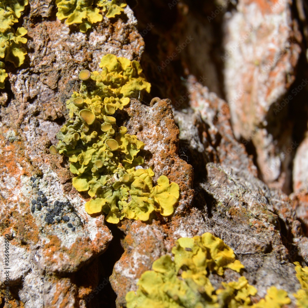 Xanthoria parietina + Populus nigra - Lichen on poplar bark - Trójmiejski Park Krajobrazowy – Obrzeże – Chwarzno-Wiczlino