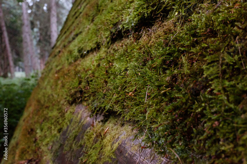 A forest hut made of moss